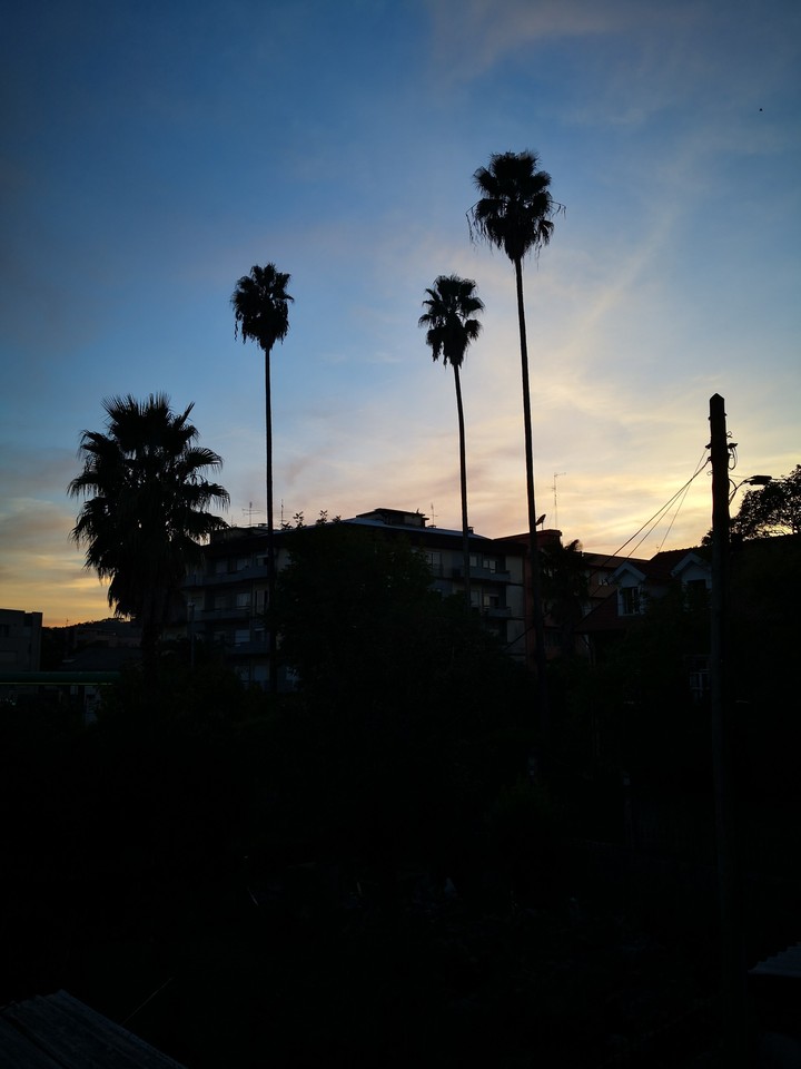 palm trees