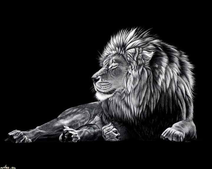 old.lion