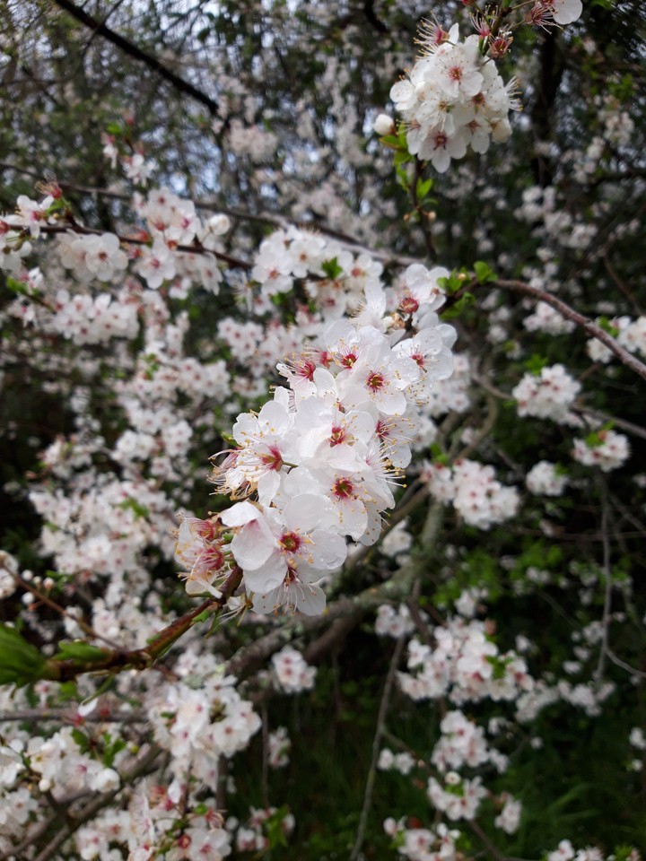 Sakura