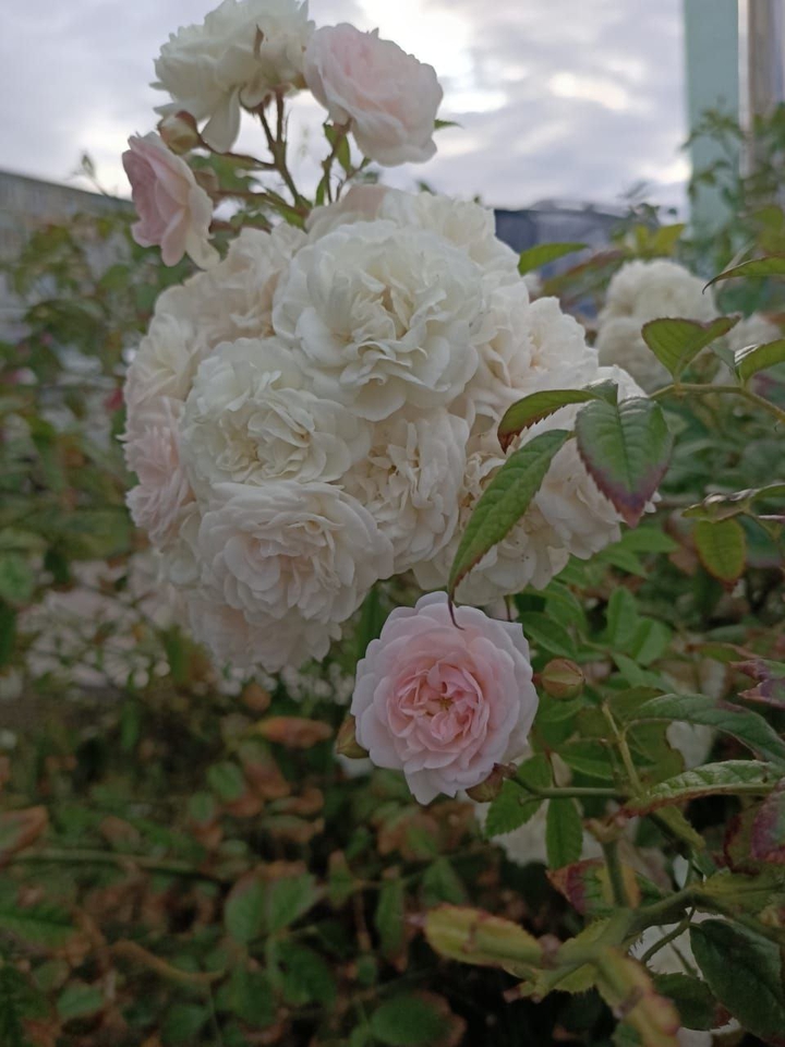 Roses