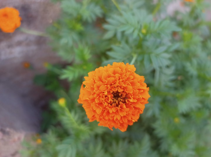 banthi flower