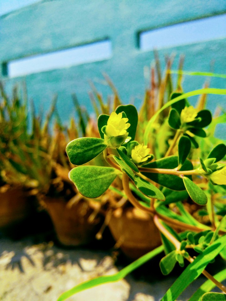 yellow flower