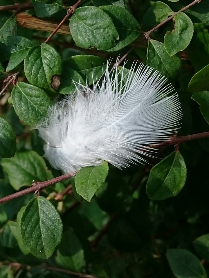 Vogelfeder