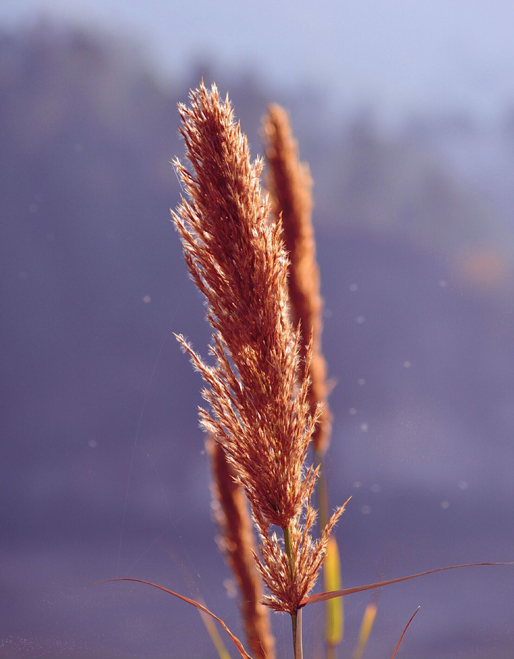 Random Click