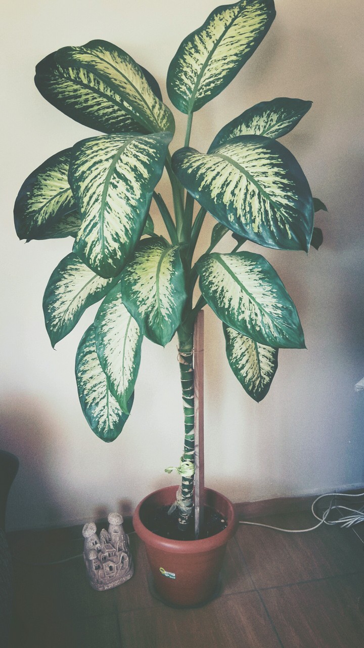 home's flower