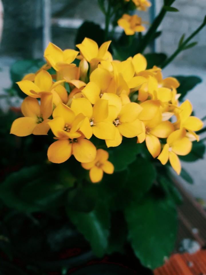 Yellow Flower (edited )
