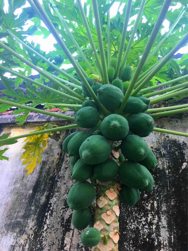 Vietnam fruit