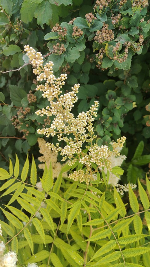 tapety wildflower, forb