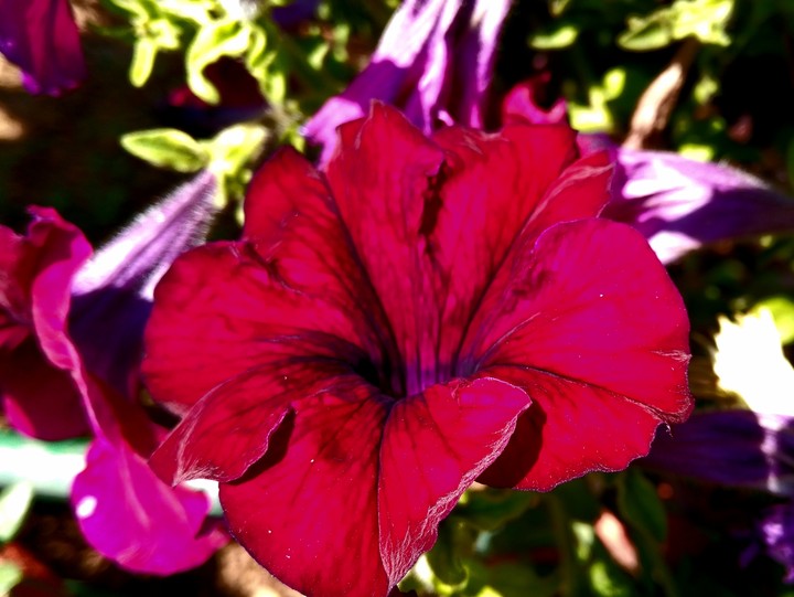 flower