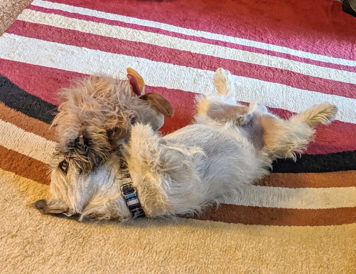 Butters and his toy