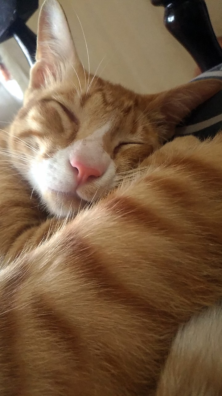 simba