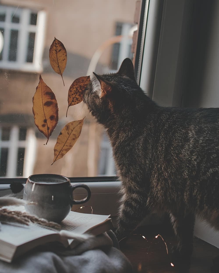 ᴀ ᴜ ᴛ ᴜ ᴍ ɴ