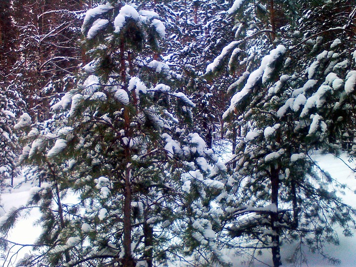 trees