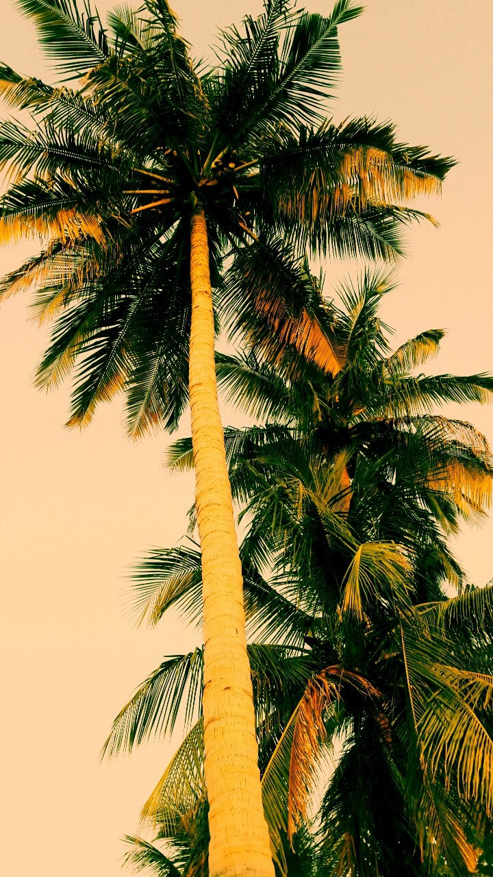 Coconut Tree