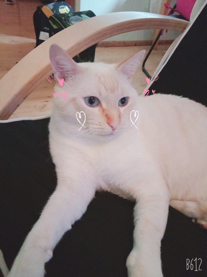 cukór