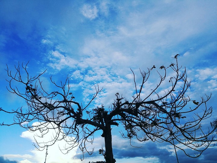 Sky and Tree