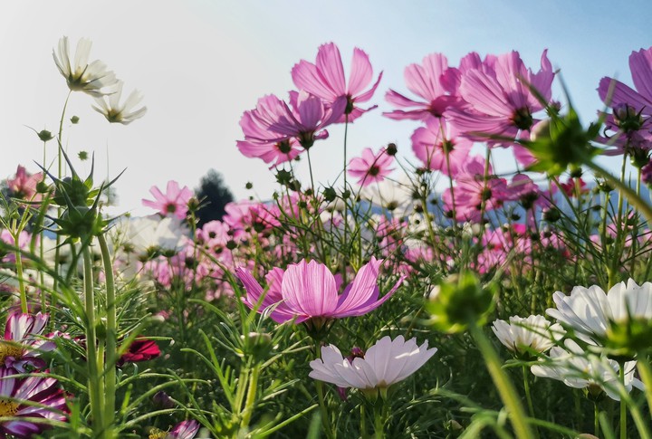 Cosmos field