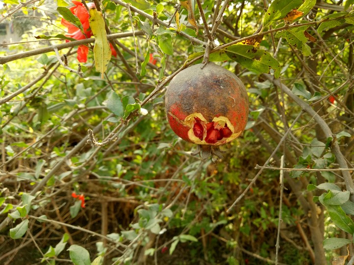 indian anaar