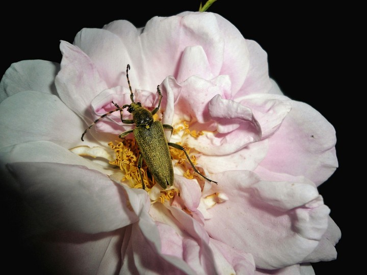 [beetle]
