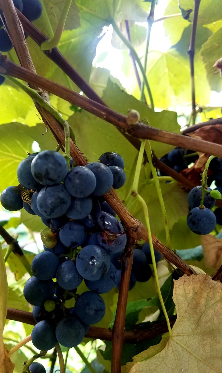 grape vines