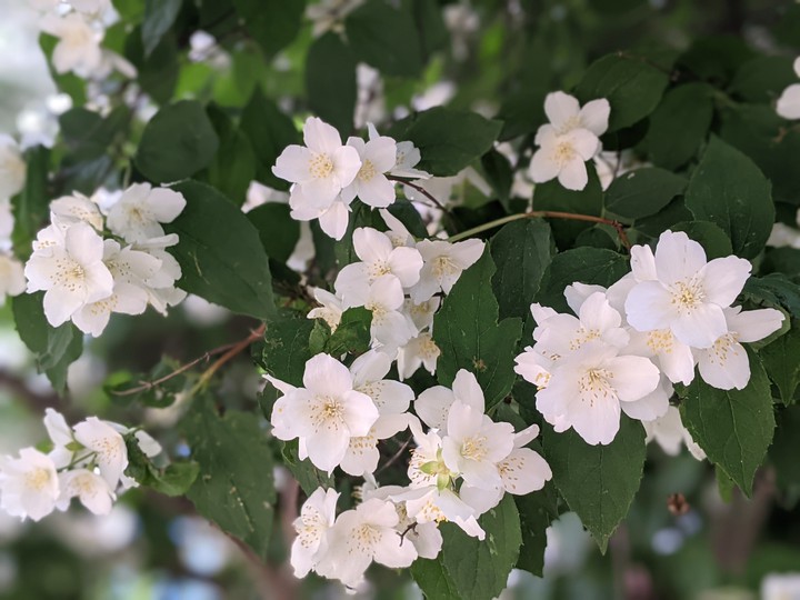 jasmine