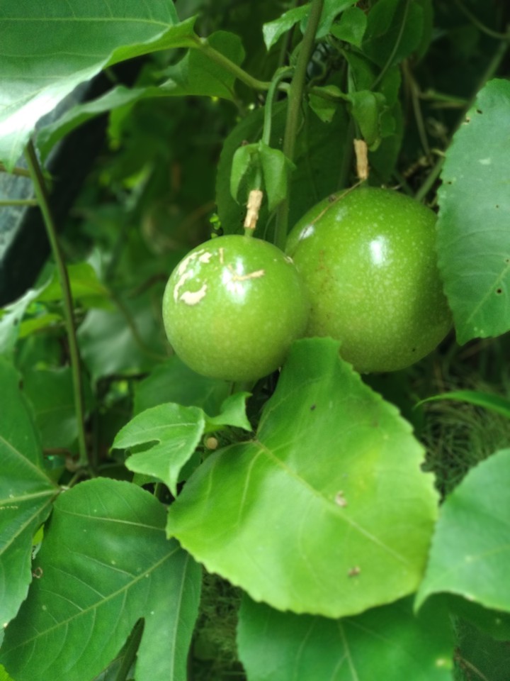 passion fruit