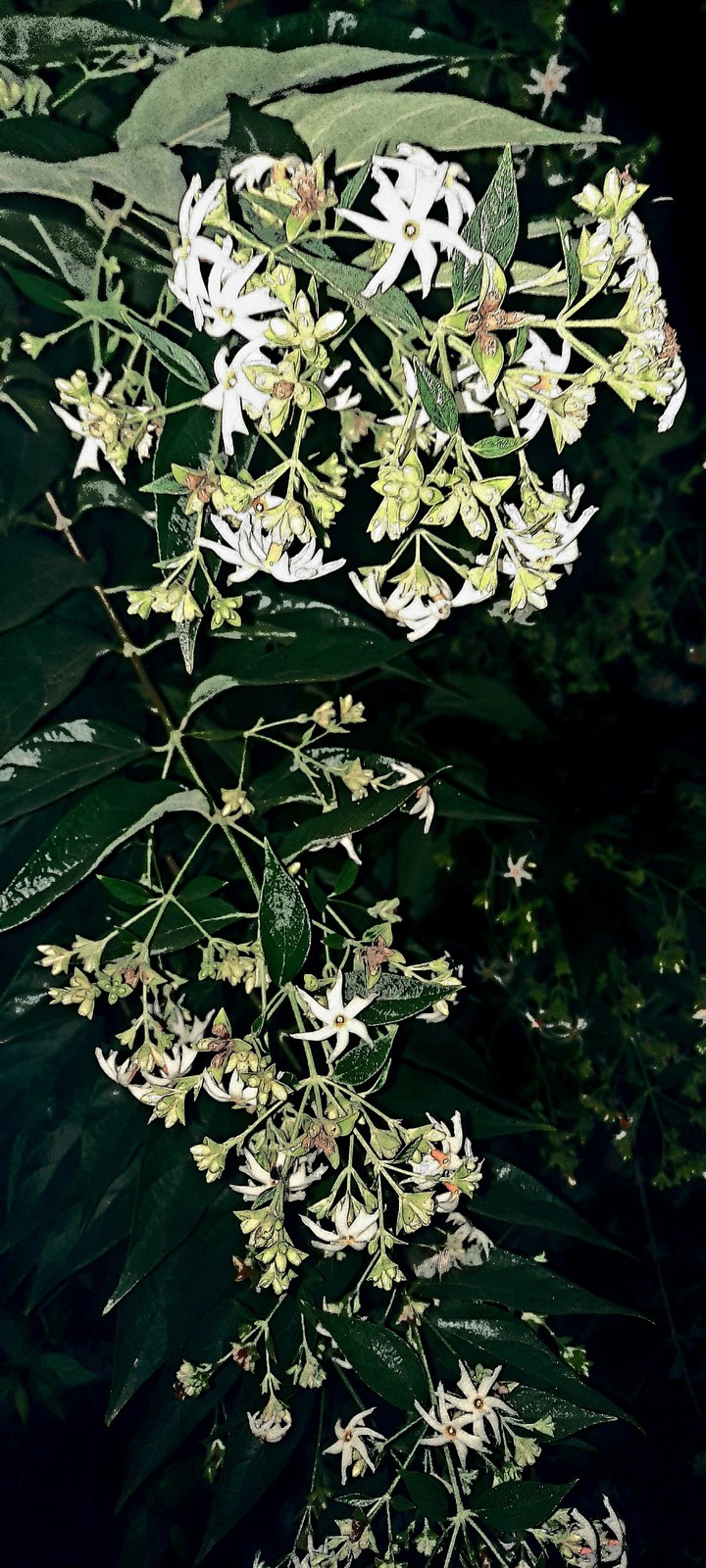 night-flowering coral