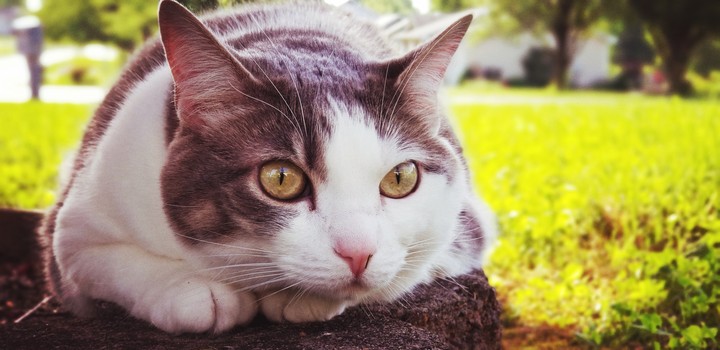 kitty