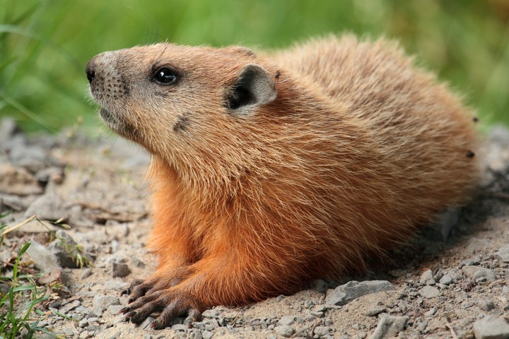 Groundhog (Marmota monax)