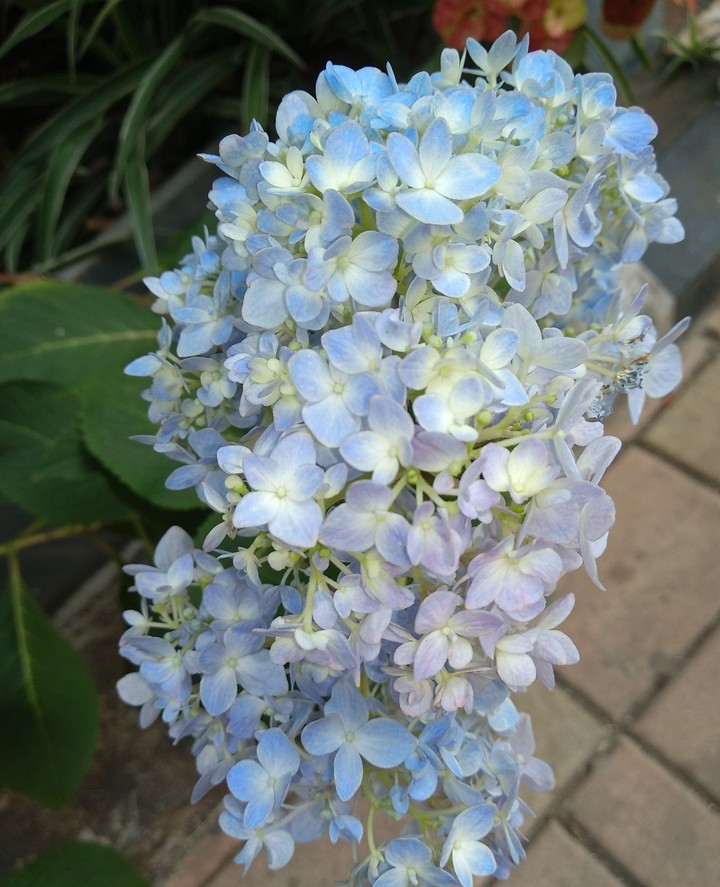 Beautiful flower 