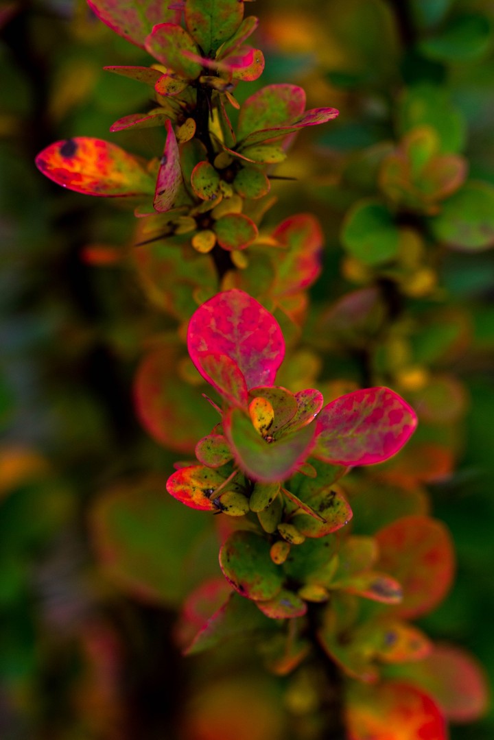 Red Green Leaves