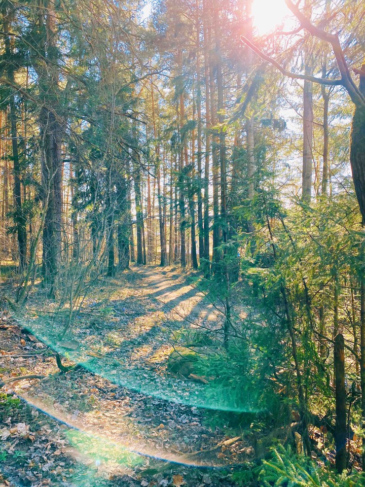Forest ( лес )