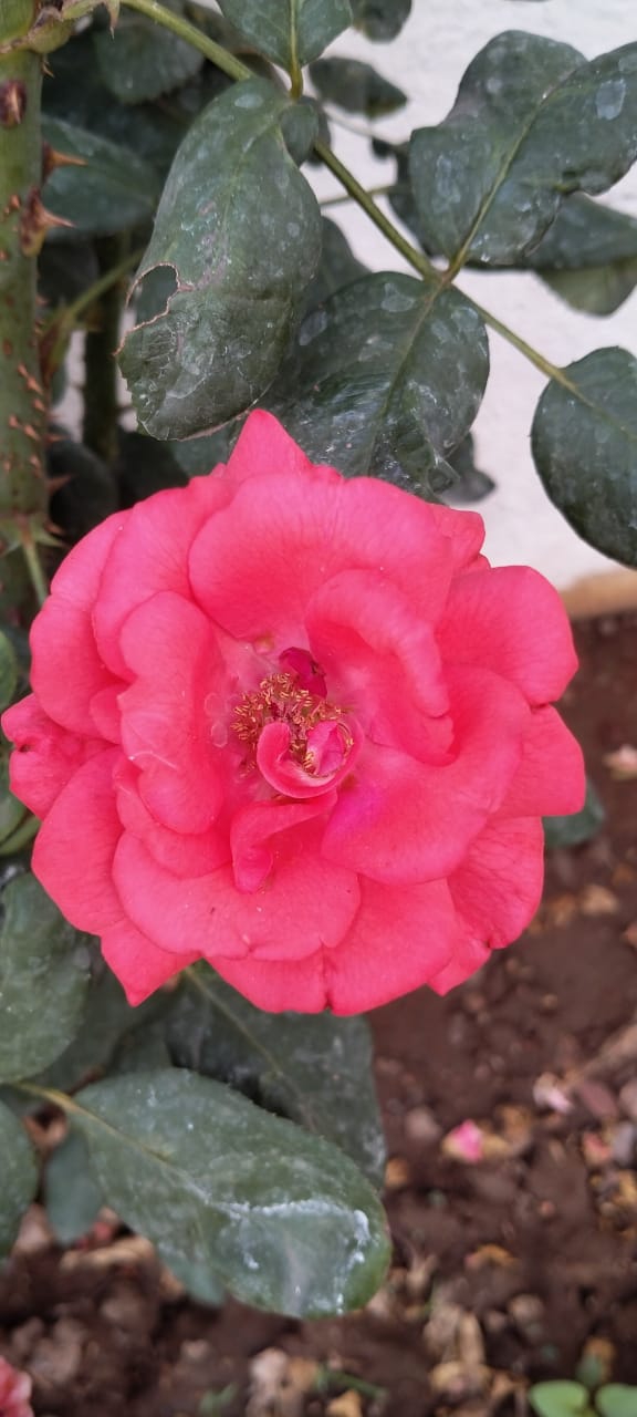 Pink Rose