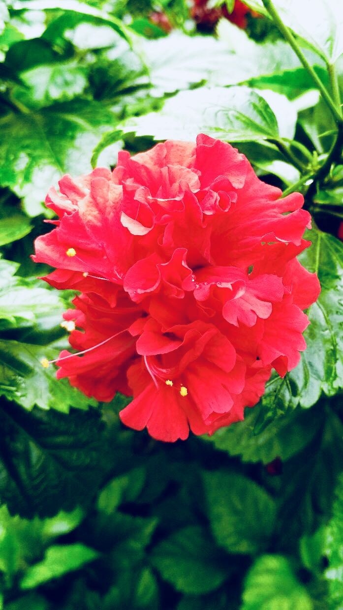 flowers