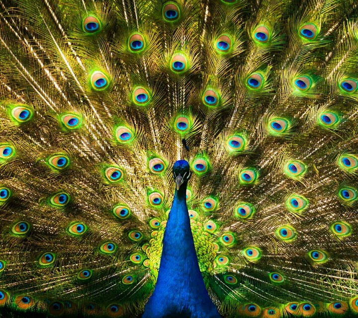 peacock