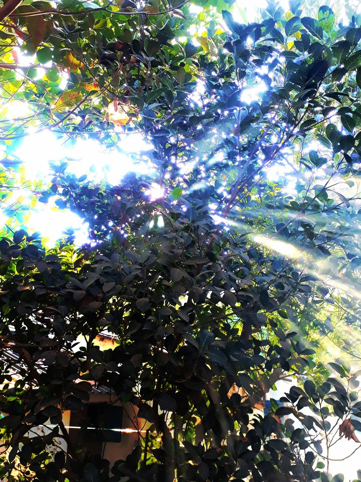 nature