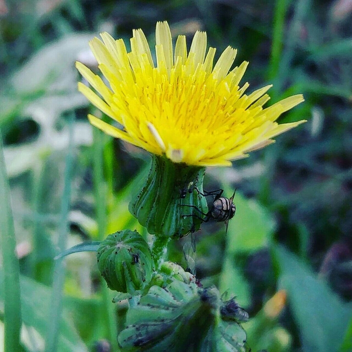 Yellow weed Flower & The Fly.