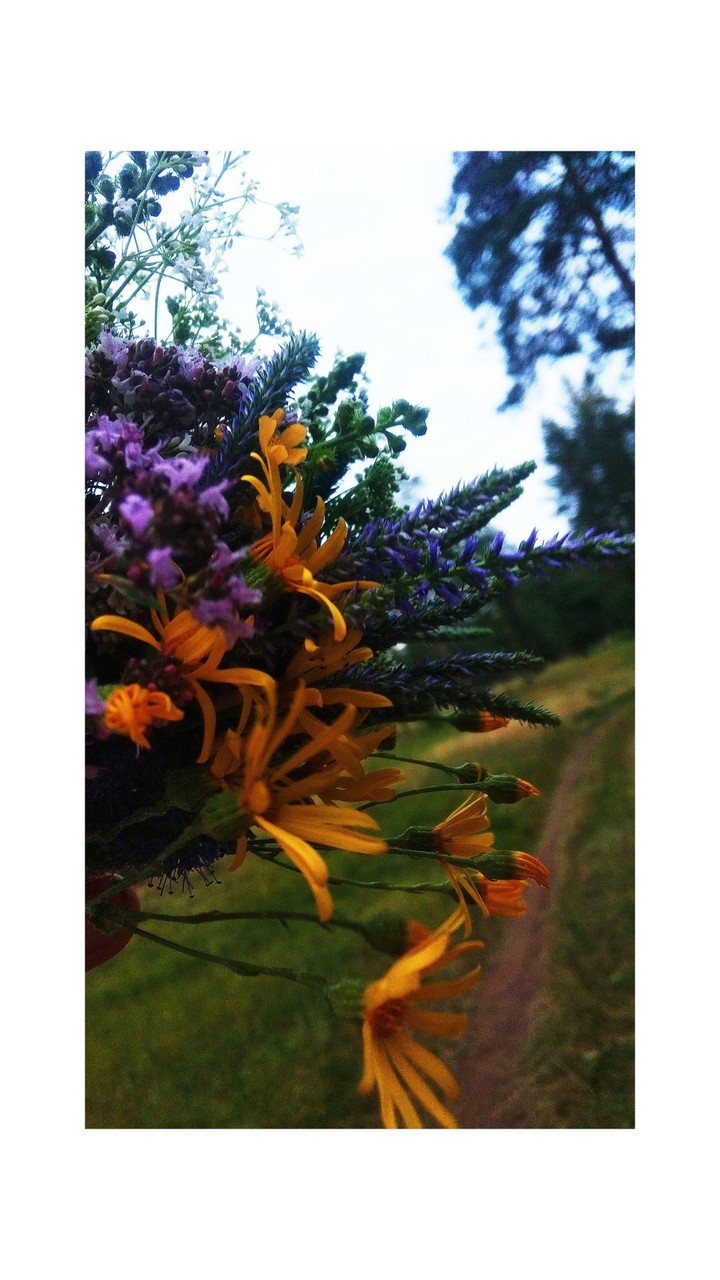 обои