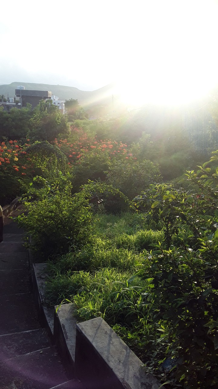Sunlight and Mother Earth.