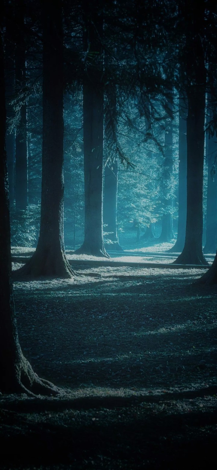 view in the woods are the best