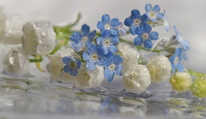 Frost