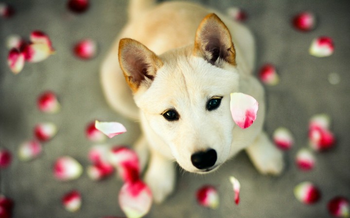 Dog and petals of rose