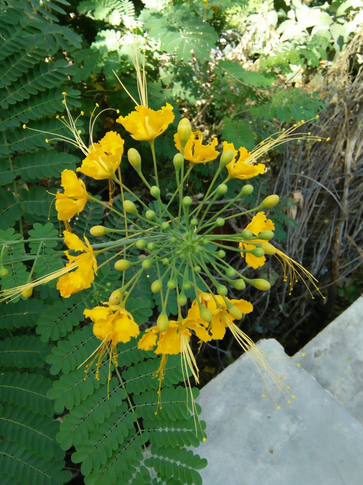 flowers
