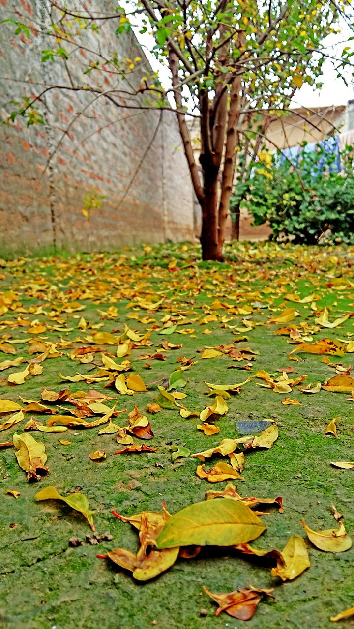 autumn