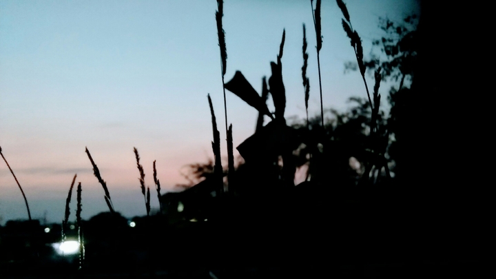 #evening #sky #beautiful sky#nature#tree