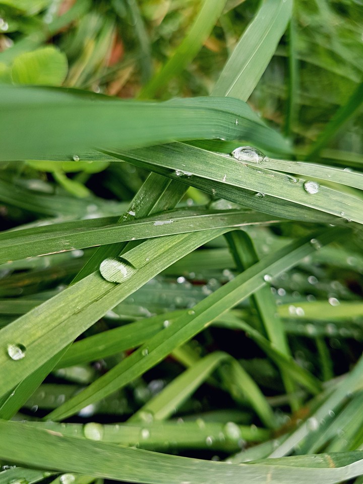 rain