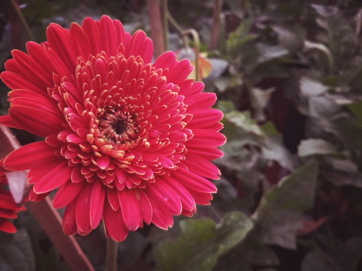 flower