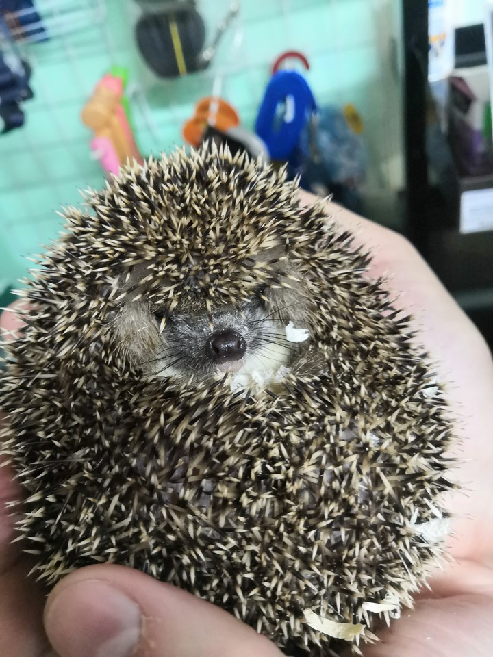 ежик