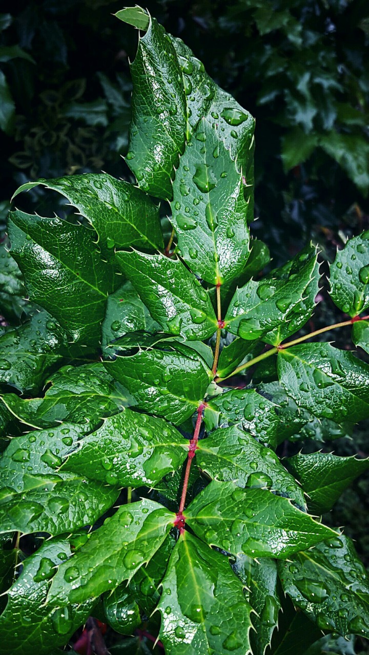 Raindrops