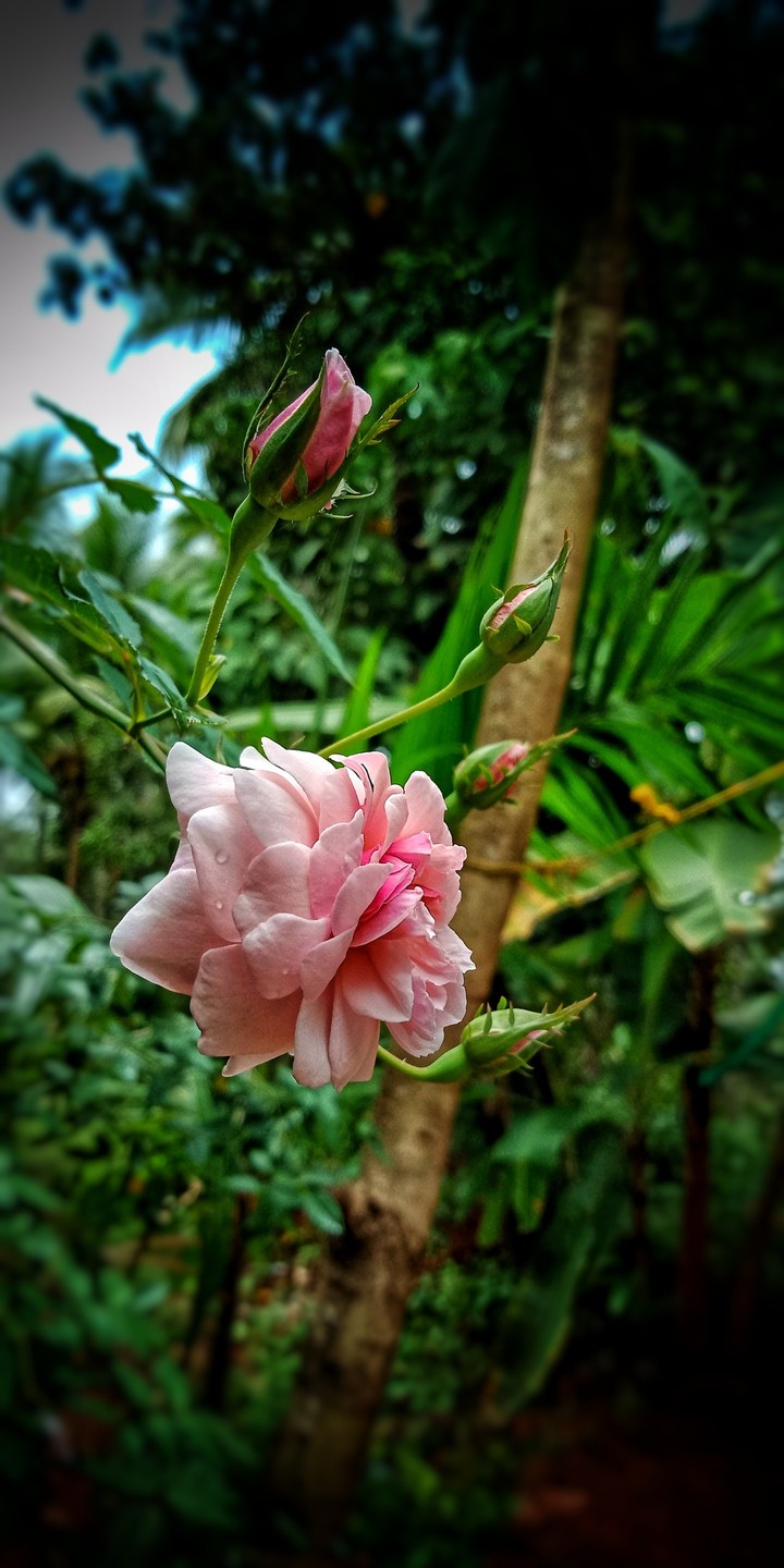 Beutifull rose